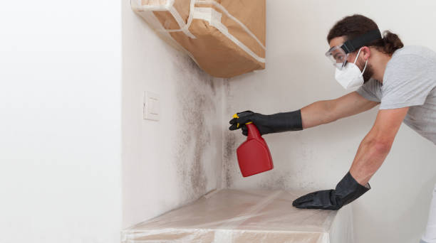 Professional Attic Mold Removal technician working in Roanoke, IL