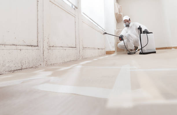 24/7 Emergency Attic Mold Removal experts in Roanoke, IL