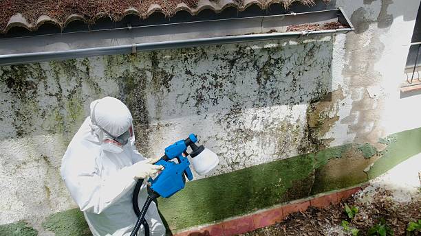 Trusted Attic Mold Removal service in Roanoke, IL - Cheap Mold Removal